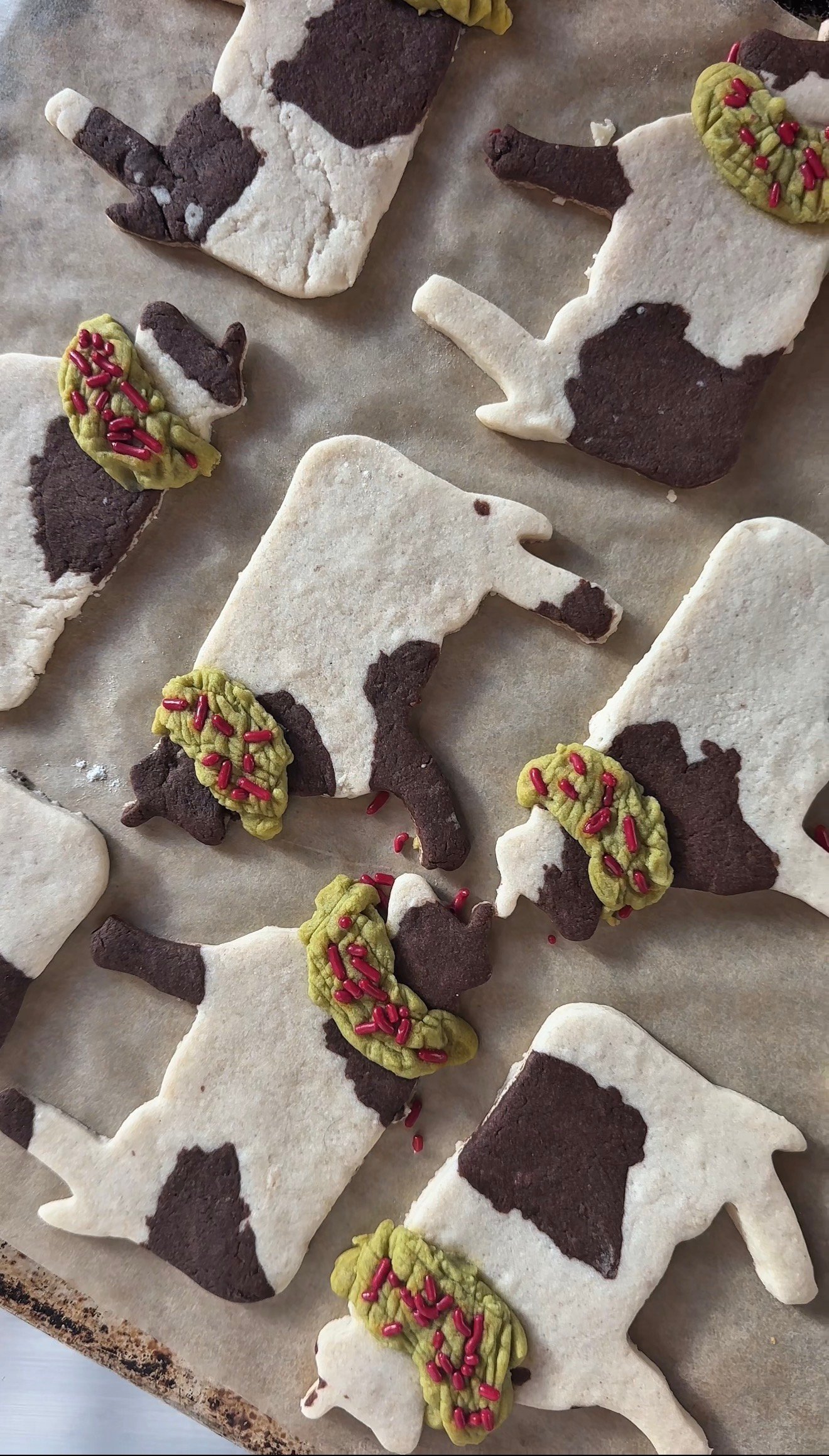 Green dough wreath collar being formed around Christmas cow cookie neck with red sprinkles